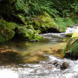 今季３匹目の川サバ ～長良川水系～